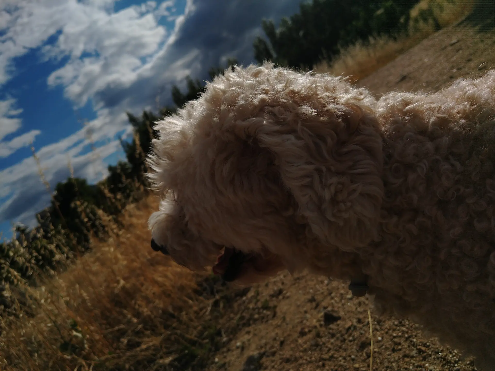 Dog in nature